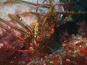 P6200099