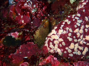 P6210067