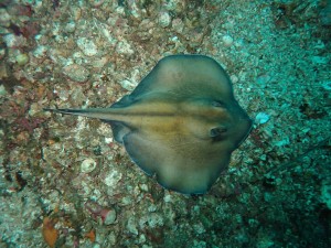 P6255795