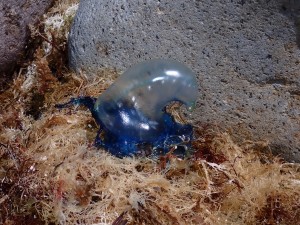 line_oa_chat_250627_201718