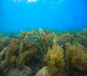 GOPR0788