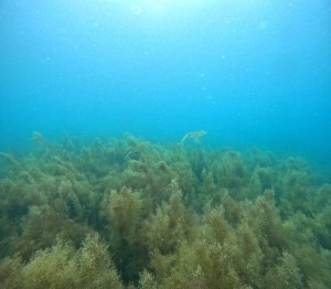 DCIM100GOPROGOPR0816.JPG