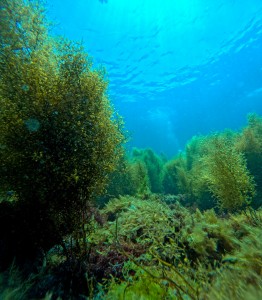 GOPR0861