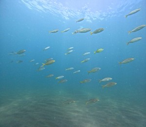 DCIM100GOPROGOPR1267.JPG