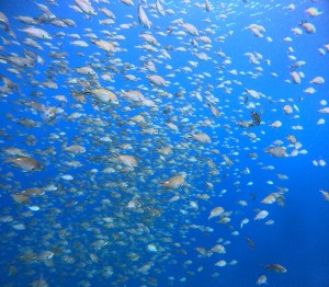 DCIM100GOPROGOPR1406.JPG