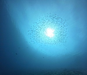 DCIM100GOPROGOPR1411.JPG