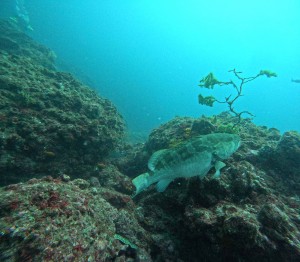 DCIM100GOPROGOPR1477.JPG