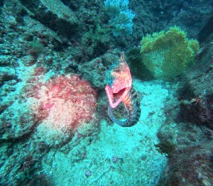 DCIM100GOPROGOPR1491.JPG