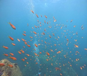 DCIM100GOPROGOPR1713.JPG