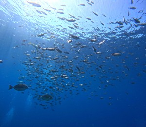 DCIM100GOPROGOPR5481.JPG