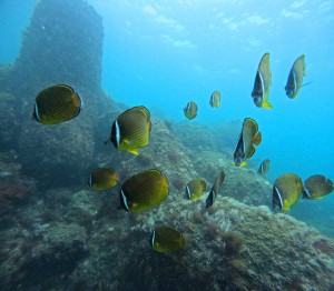 DCIM100GOPROGOPR5703.JPG