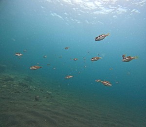 DCIM100GOPROGOPR6706.JPG