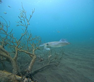 DCIM100GOPROGOPR6749.JPG