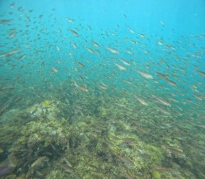 DCIM100GOPROGOPR7420.JPG