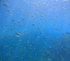 DCIM100GOPROGOPR7435.JPG