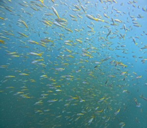 DCIM100GOPROGOPR7454.JPG