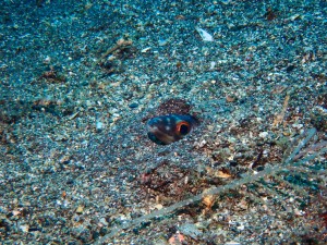 P7010012