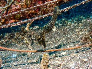 P7010017