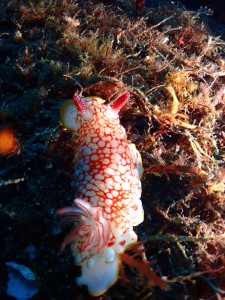 P7130677