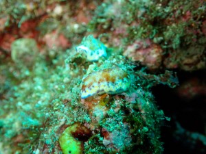 P7190788
