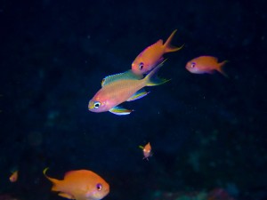 P7200143
