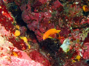 P7260014