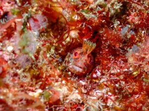 P7260029
