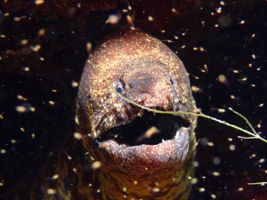 P7270047