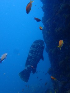 P7290018