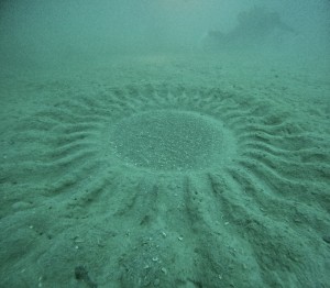 S__66748454