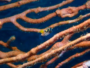 line_oa_chat_250722_172324_group_3