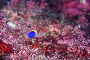 DSC00665