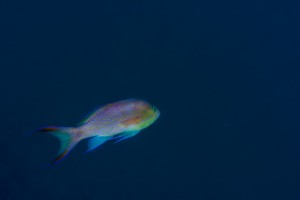 DSC_3539