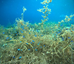 DCIM100GOPROGOPR2247.JPG