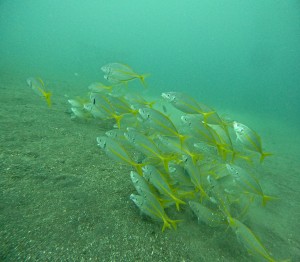 DCIM100GOPROGOPR2560.JPG