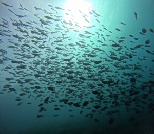 DCIM100GOPROGOPR2940.JPG