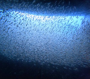 DCIM100GOPROGOPR2966.JPG