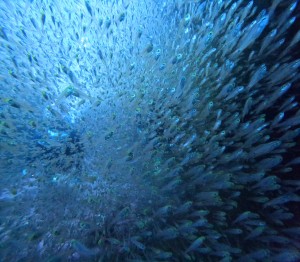 DCIM100GOPROGOPR3046.JPG