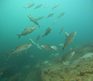 DCIM100GOPROGOPR3053.JPG