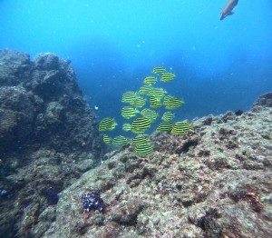 DCIM100GOPROGOPR3373.JPG