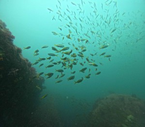 DCIM100GOPROGOPR3461.JPG