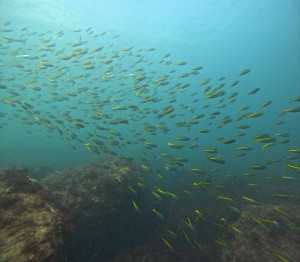 DCIM100GOPROGOPR3466.JPG