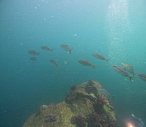 DCIM100GOPROGOPR3479.JPG