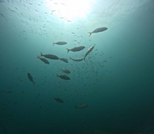 DCIM100GOPROGOPR3484.JPG