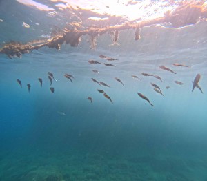 DCIM100GOPROGOPR7658.JPG