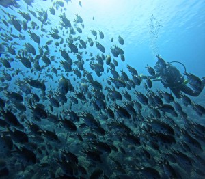 DCIM100GOPROGOPR7667.JPG
