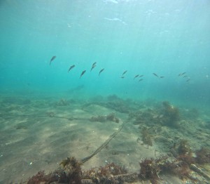 DCIM100GOPROGOPR7742.JPG