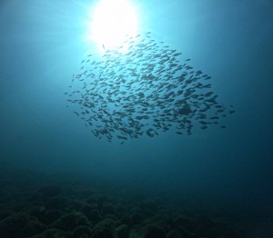 DCIM100GOPROGOPR8196.JPG