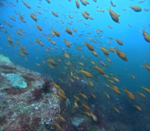 DCIM100GOPROGOPR8515.JPG