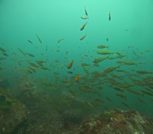 DCIM100GOPROGOPR8516.JPG
